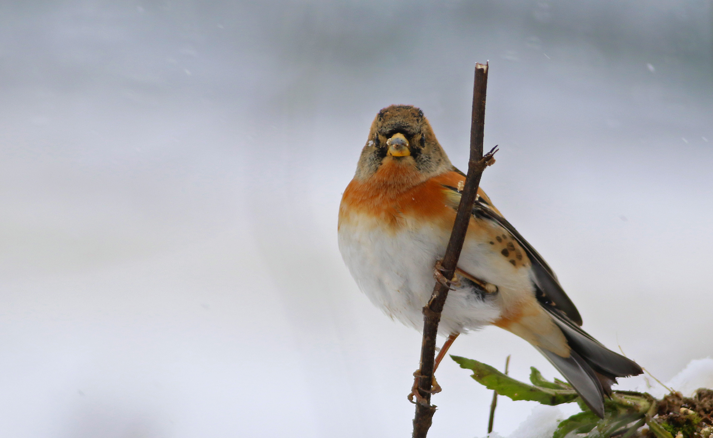 Brambling